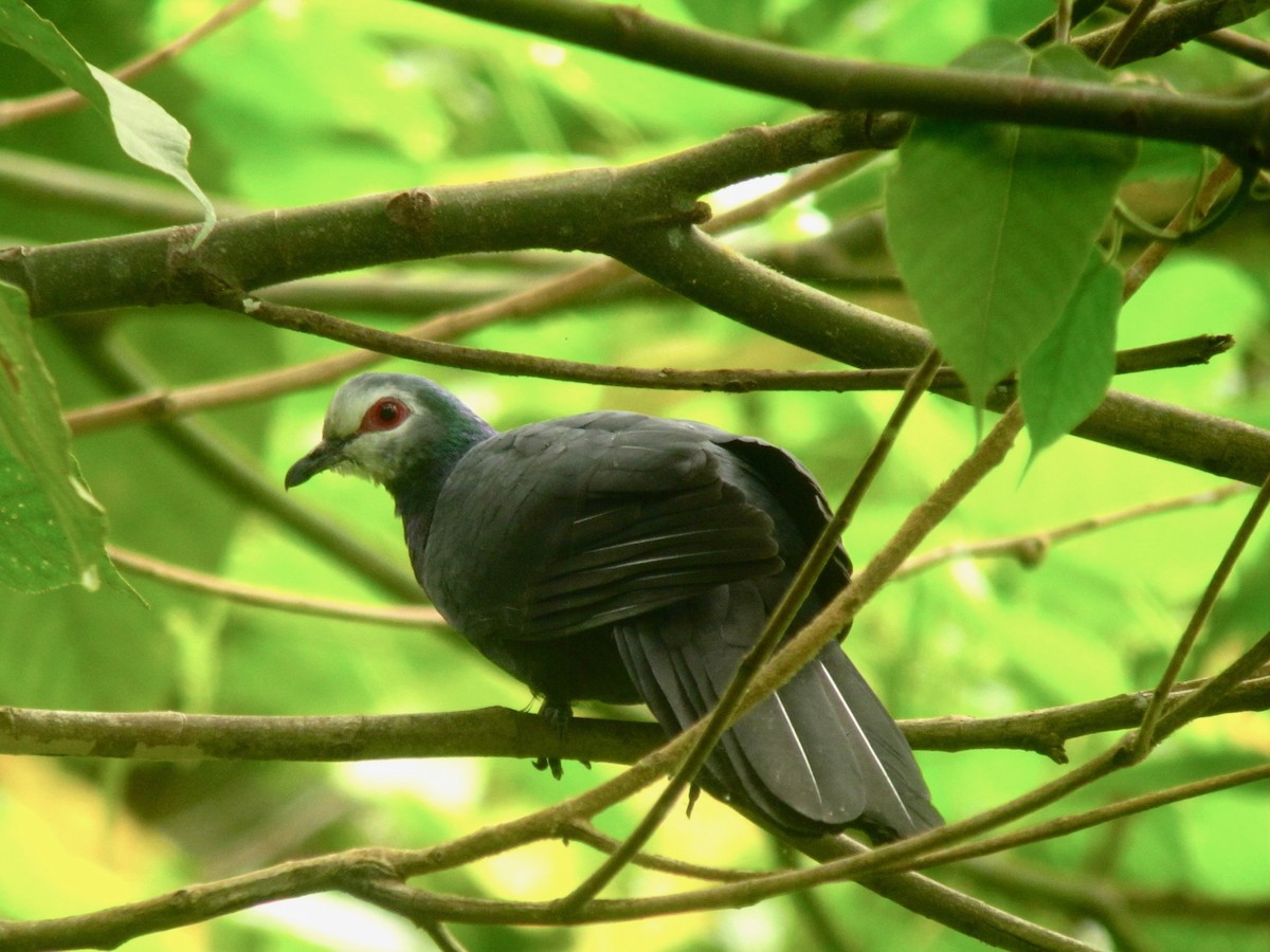 Sula Cuckoo-Dove - ML117319551