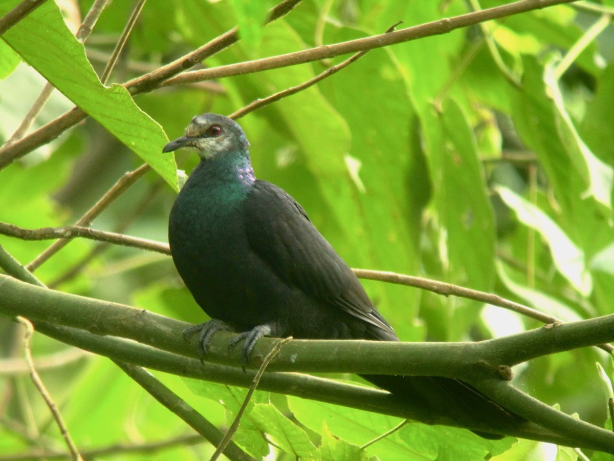 Sula Cuckoo-Dove - ML117319561