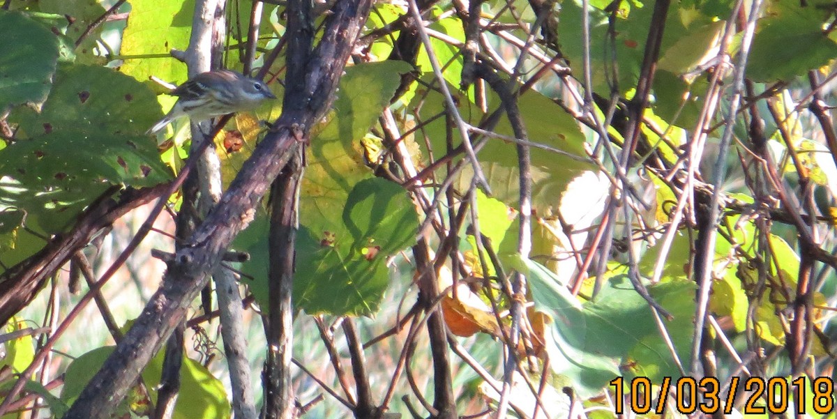 Yellow-rumped Warbler - ML117321771