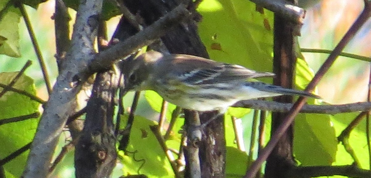 Yellow-rumped Warbler - ML117321891