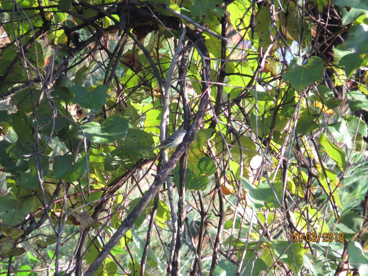 Yellow-rumped Warbler - ML117321931