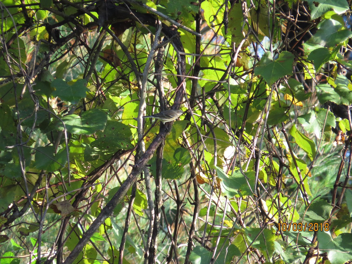 Yellow-rumped Warbler - ML117321951