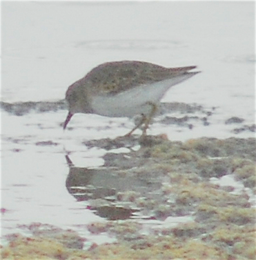 Least Sandpiper - ML117322211