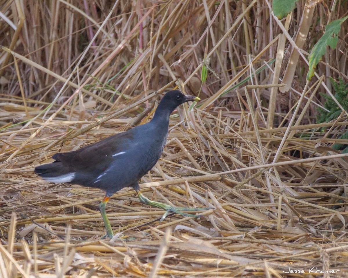 Common Gallinule - ML117322721