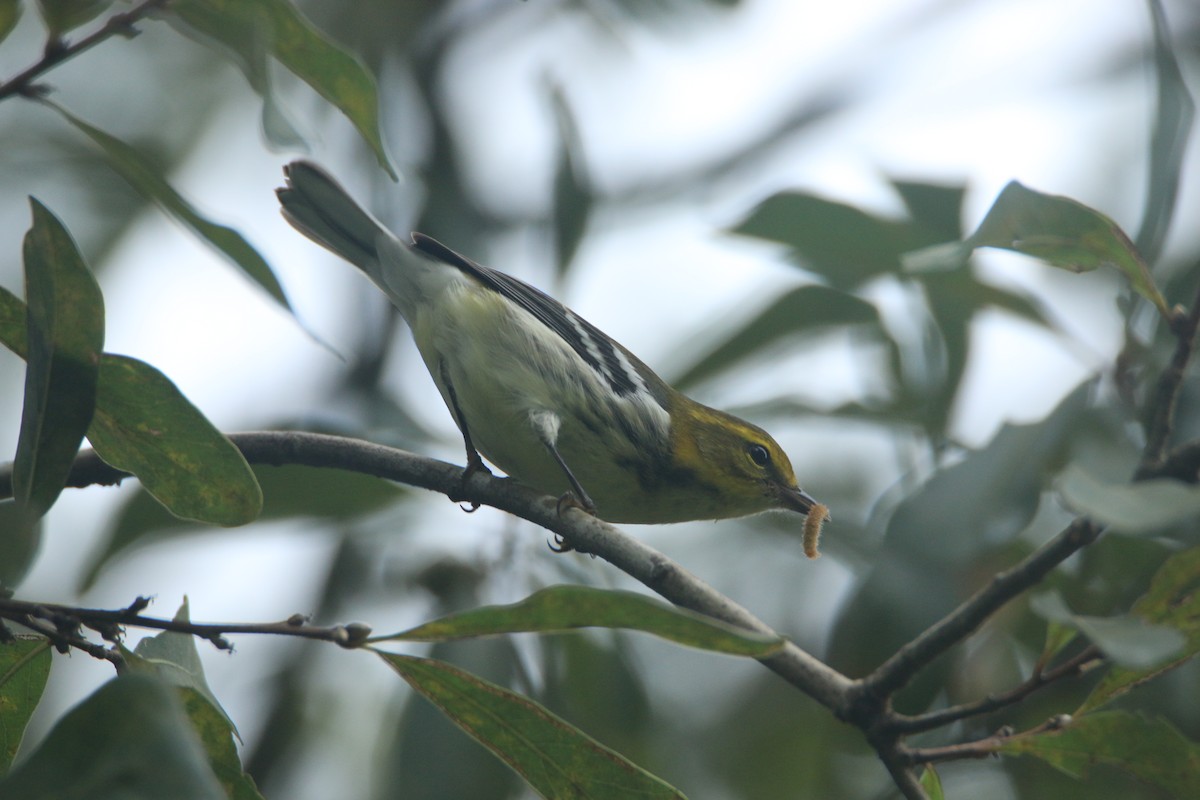 Black-throated Green Warbler - Ken Oeser