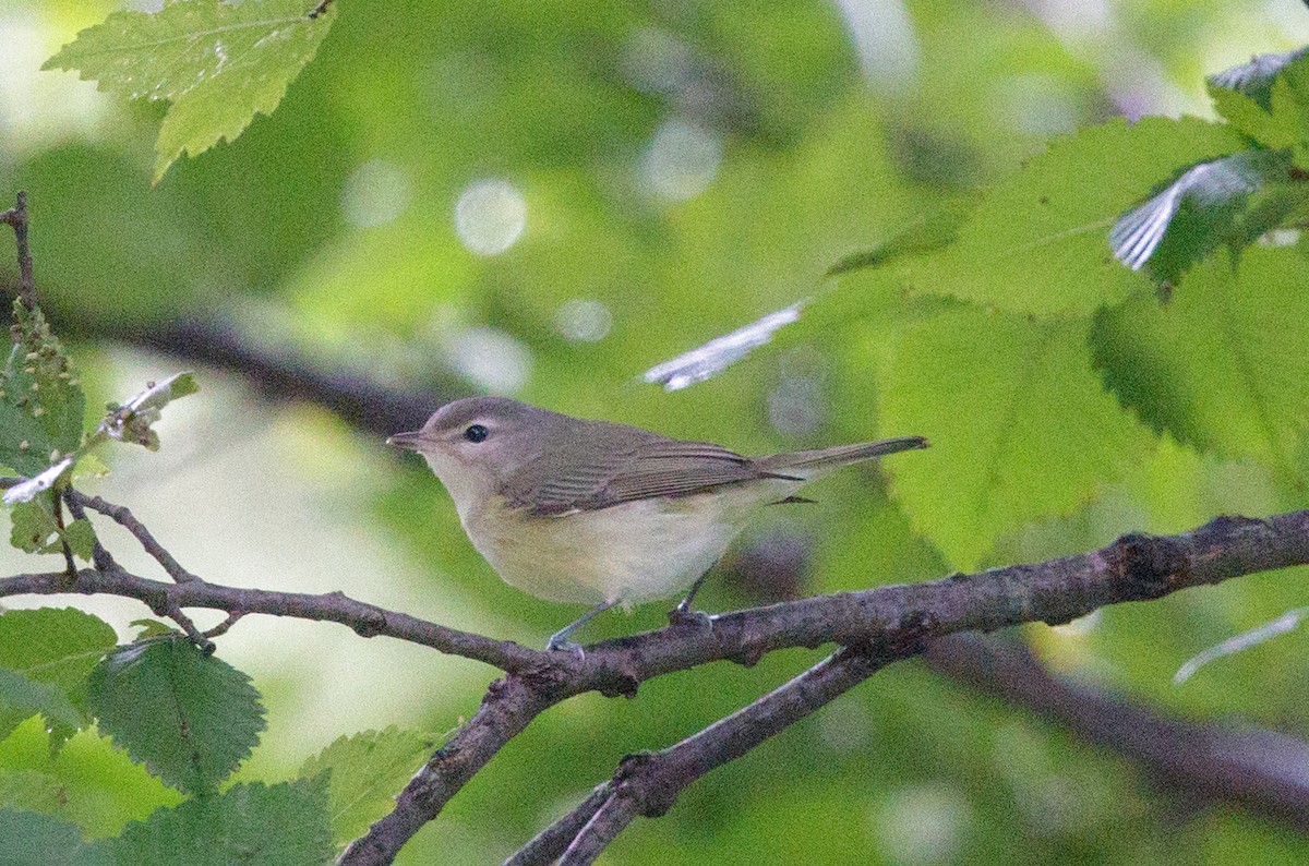 Warbling Vireo - ML117323681