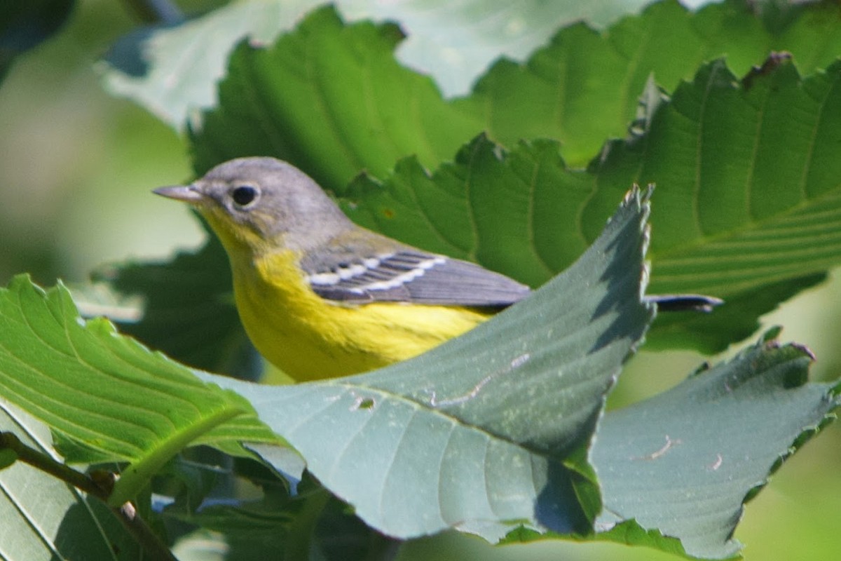 Magnolia Warbler - ML117324781