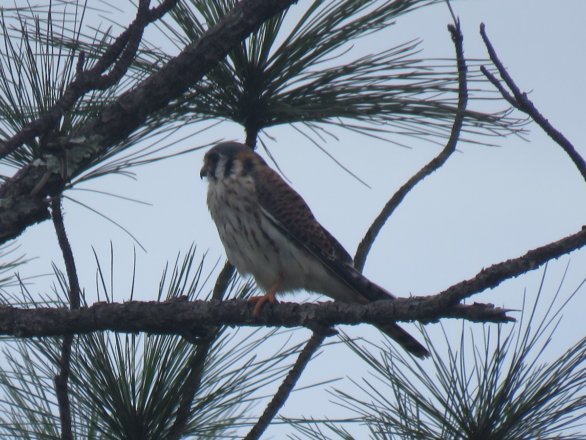 American Kestrel - ML117325341