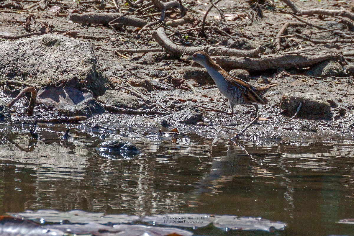 Baillon's Crake - ML117328481