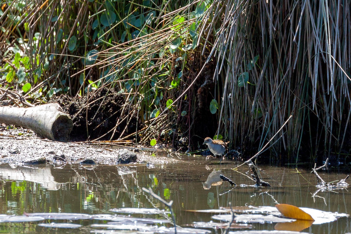 Baillon's Crake - ML117328641