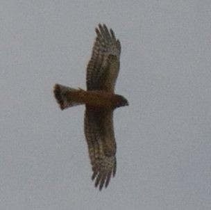 Northern Harrier - ML117329101