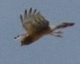 Northern Harrier - ML117329161
