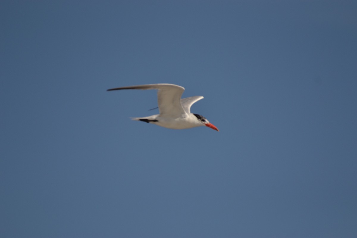 Caspian Tern - ML117330061