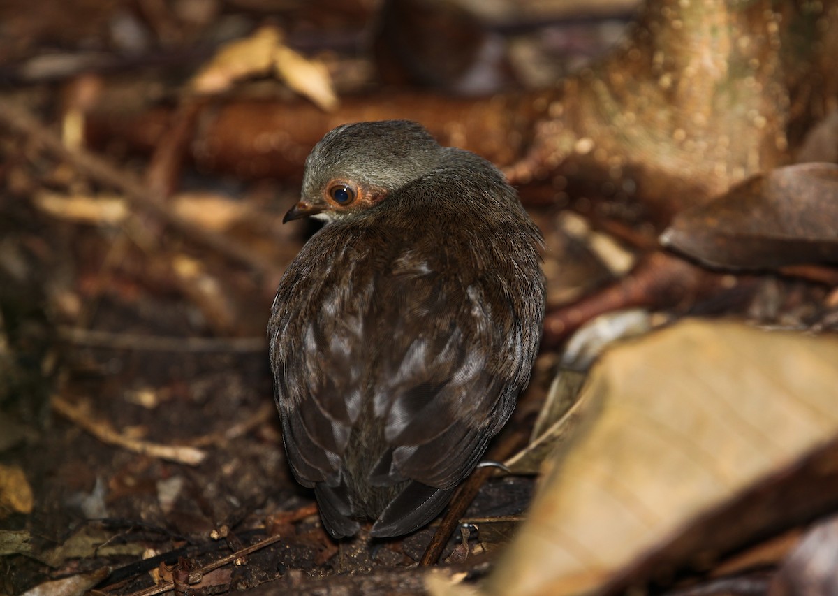 Philippine Megapode - ML117330661