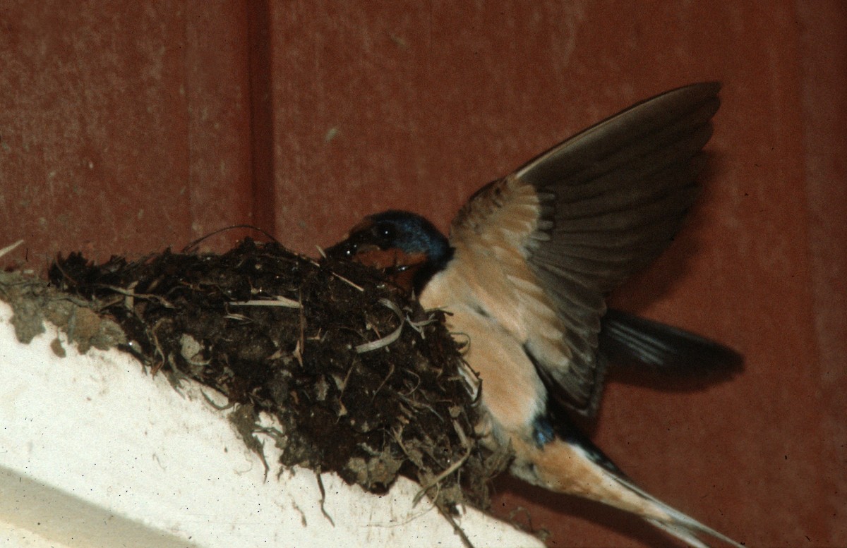 Асрын хараацай - ML117331331