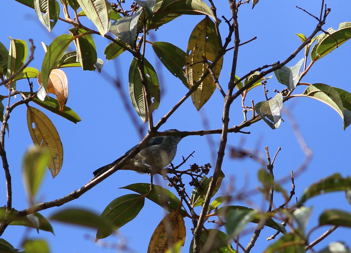Blue-browed Tanager - ML117331651