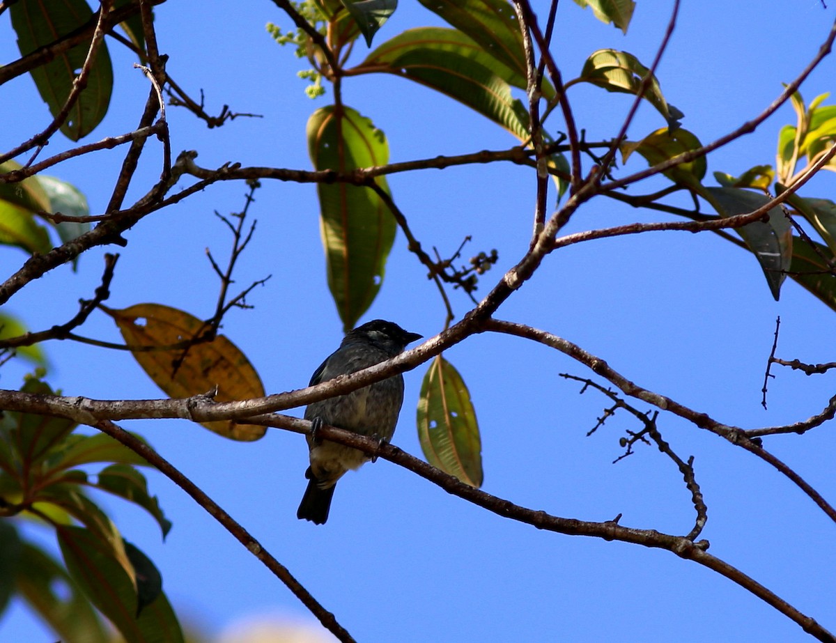 Blue-browed Tanager - ML117331661
