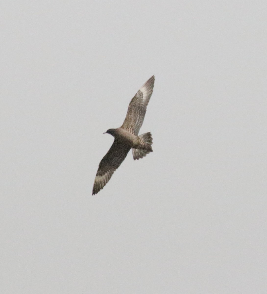 Long-tailed Jaeger - ML117331761