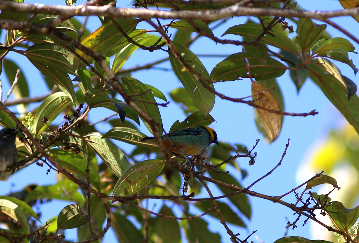 Saffron-crowned Tanager - ML117331791