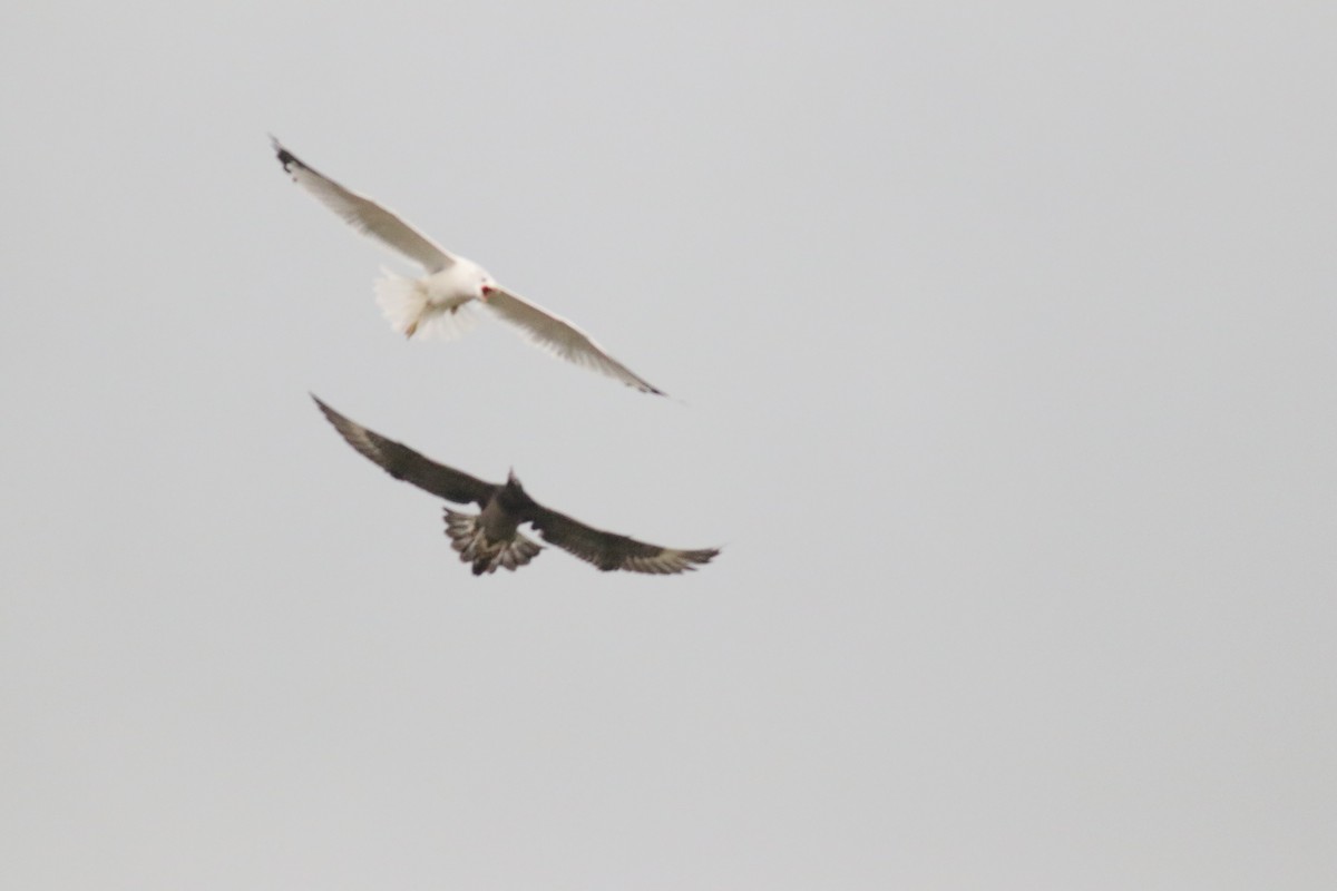 Long-tailed Jaeger - Scott Ray