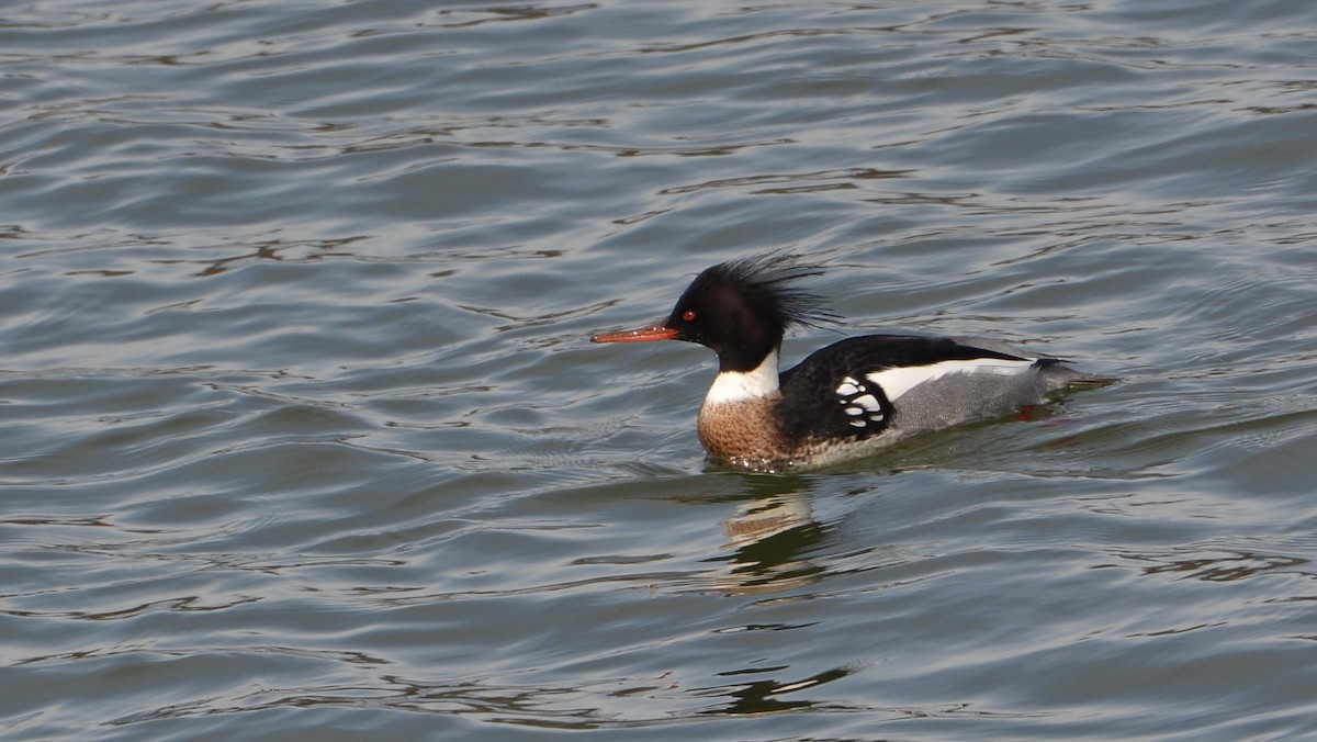 Red-breasted Merganser - Robert Howard