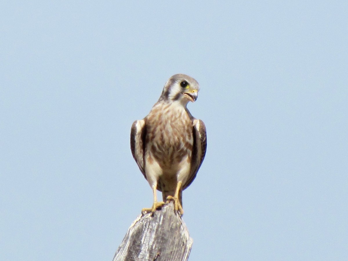 American Kestrel - ML117333281
