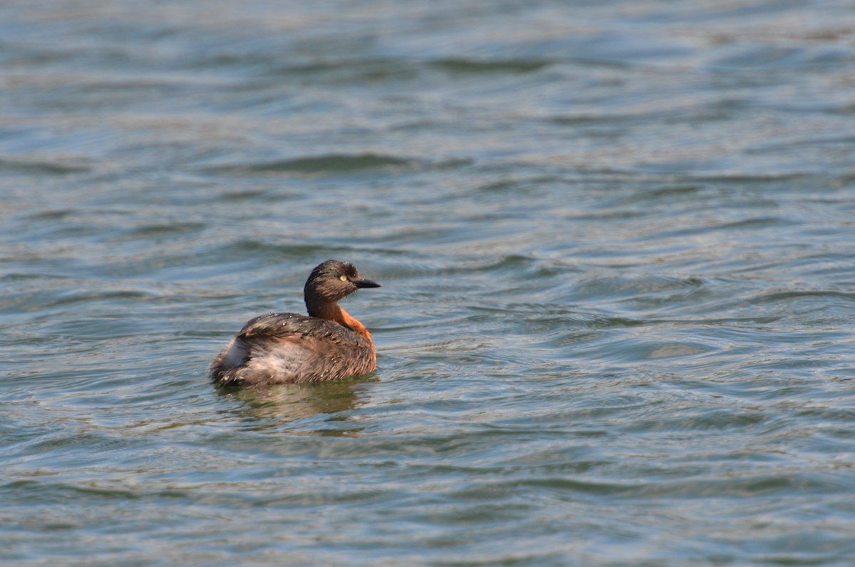 New Zealand Grebe - ML117333671