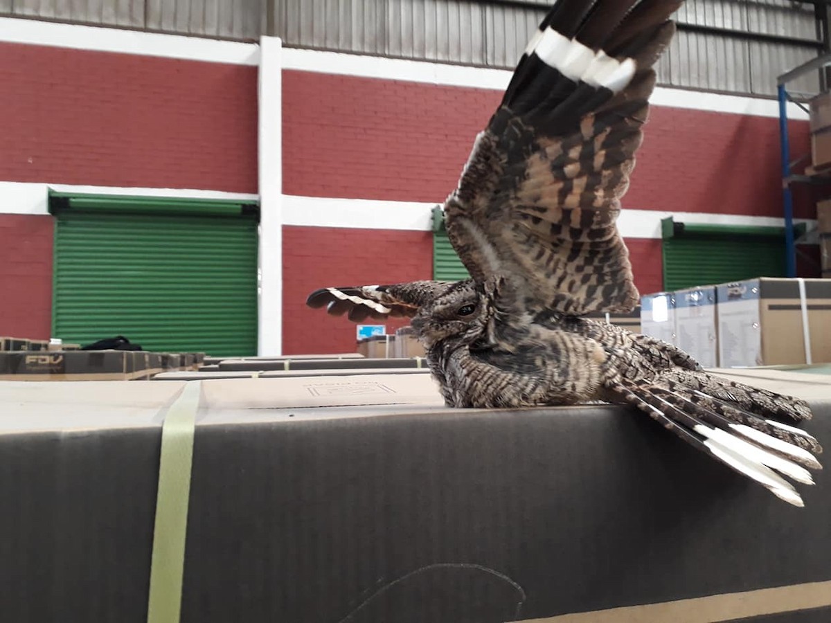 Band-winged Nightjar (Austral) - ML117334511