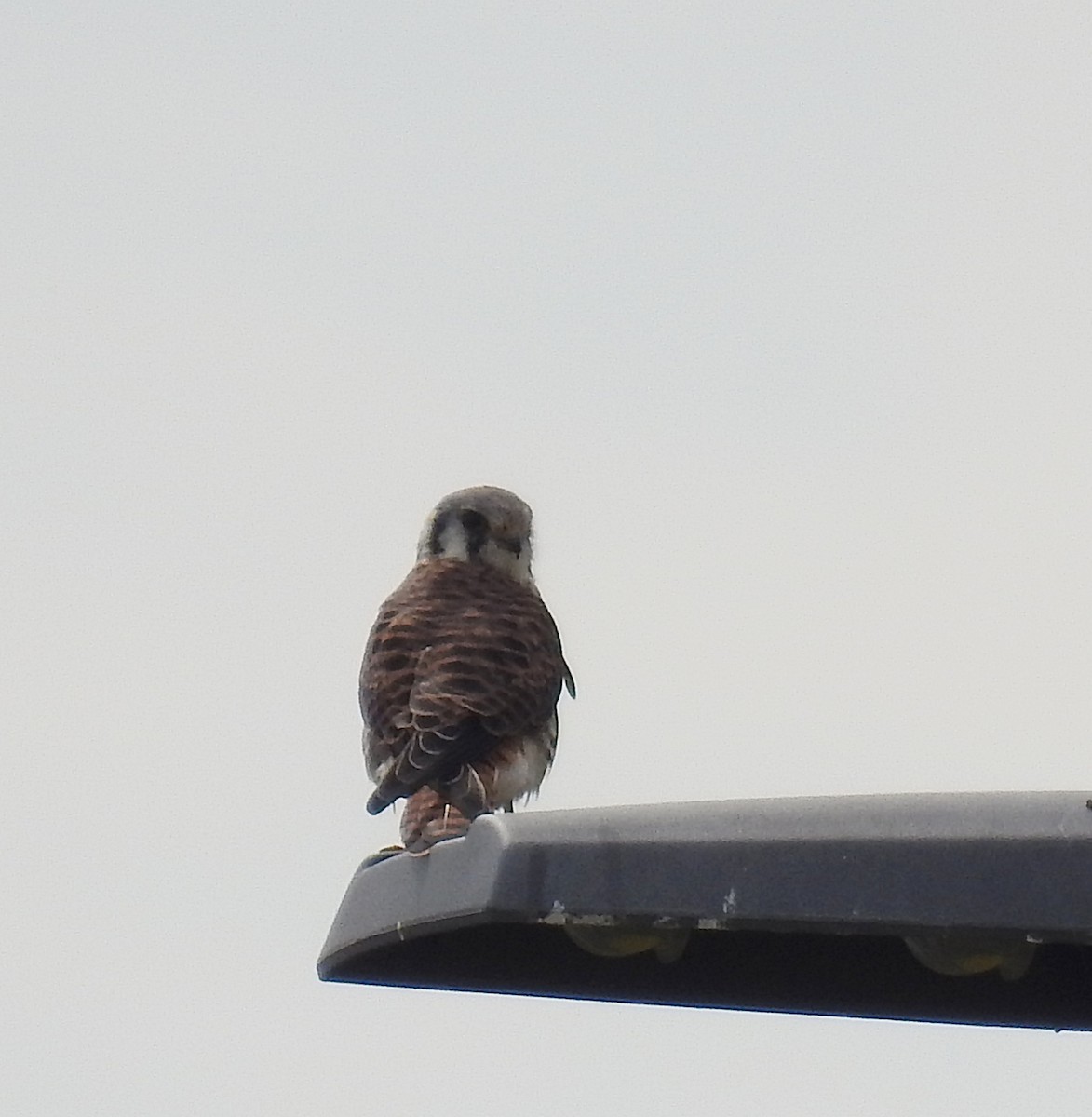 American Kestrel - ML117335951