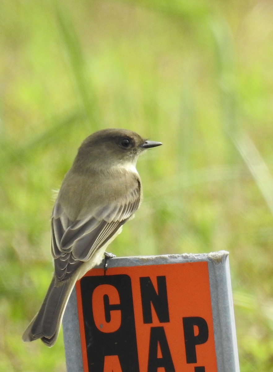 Eastern Phoebe - ML117336021