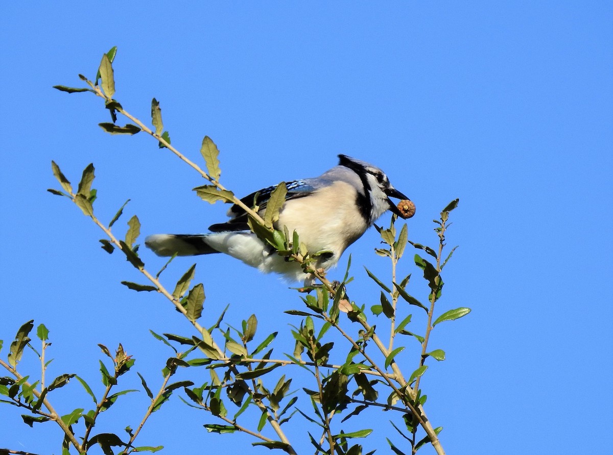 Blue Jay - ML117337141