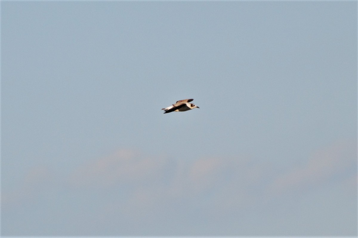 Mouette de Franklin - ML117338051