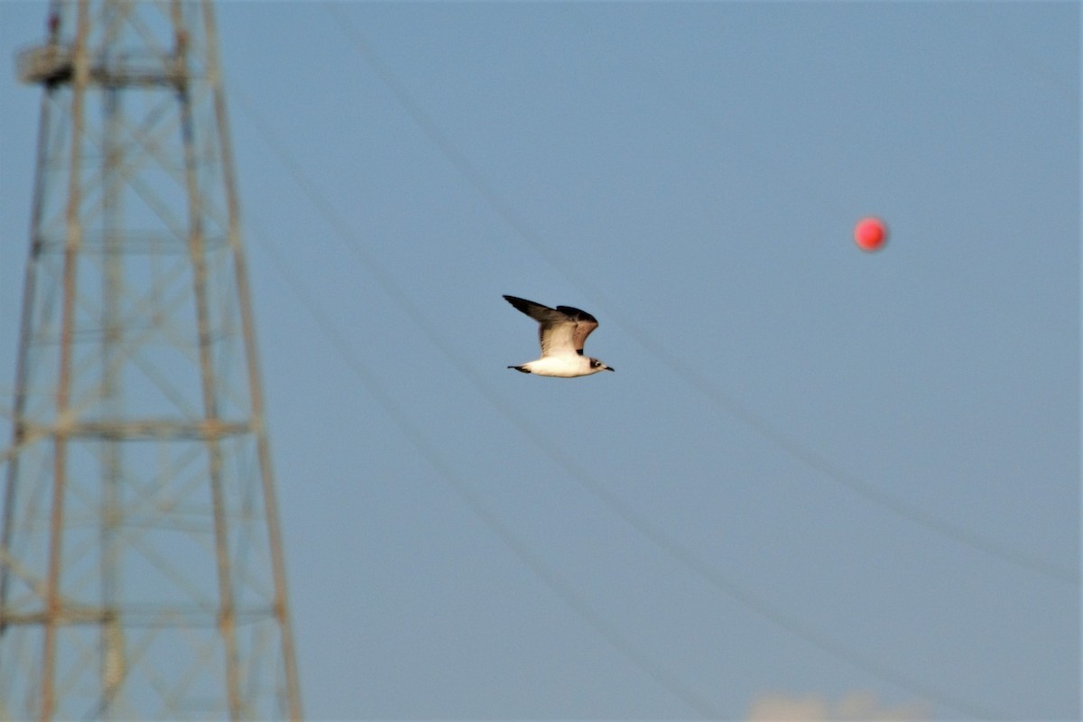 Mouette de Franklin - ML117338061