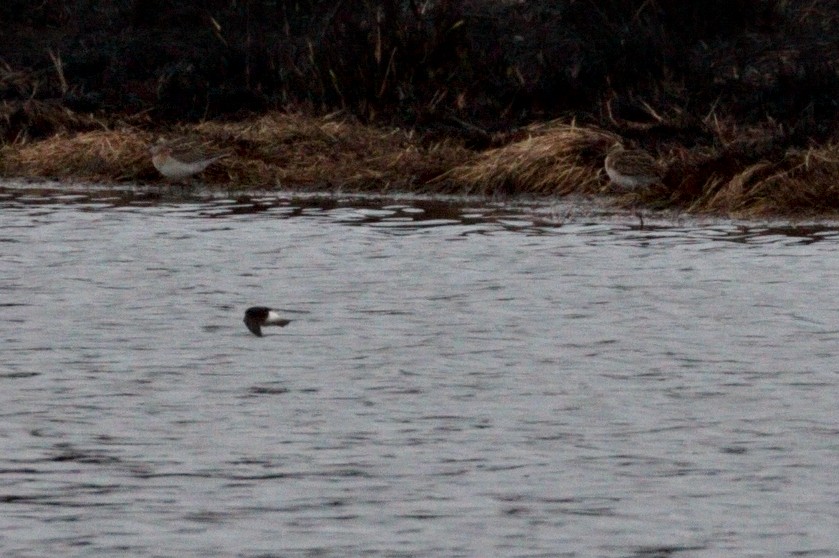 Sharp-tailed Sandpiper - ML117340221