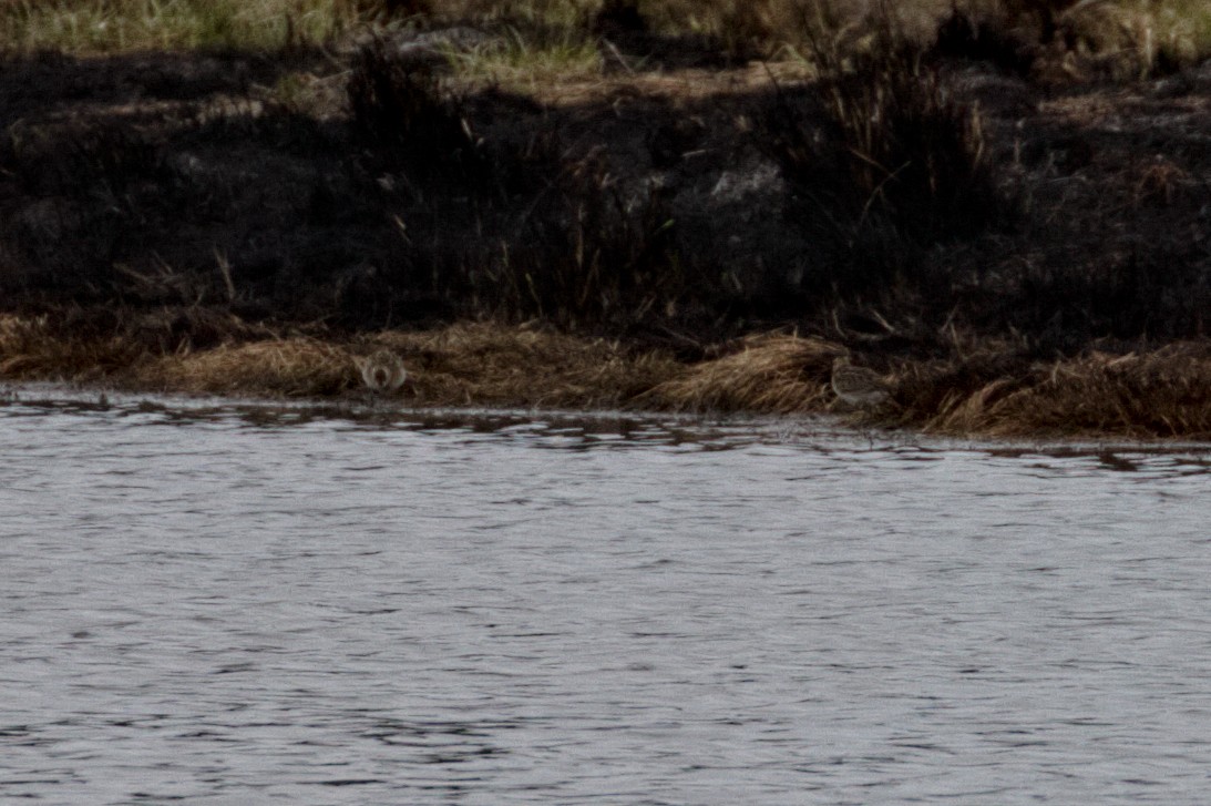 Sharp-tailed Sandpiper - ML117340231