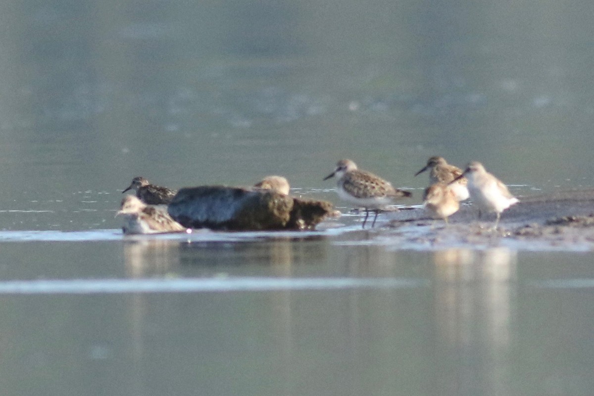 beringsnipe/sandsnipe - ML117341001