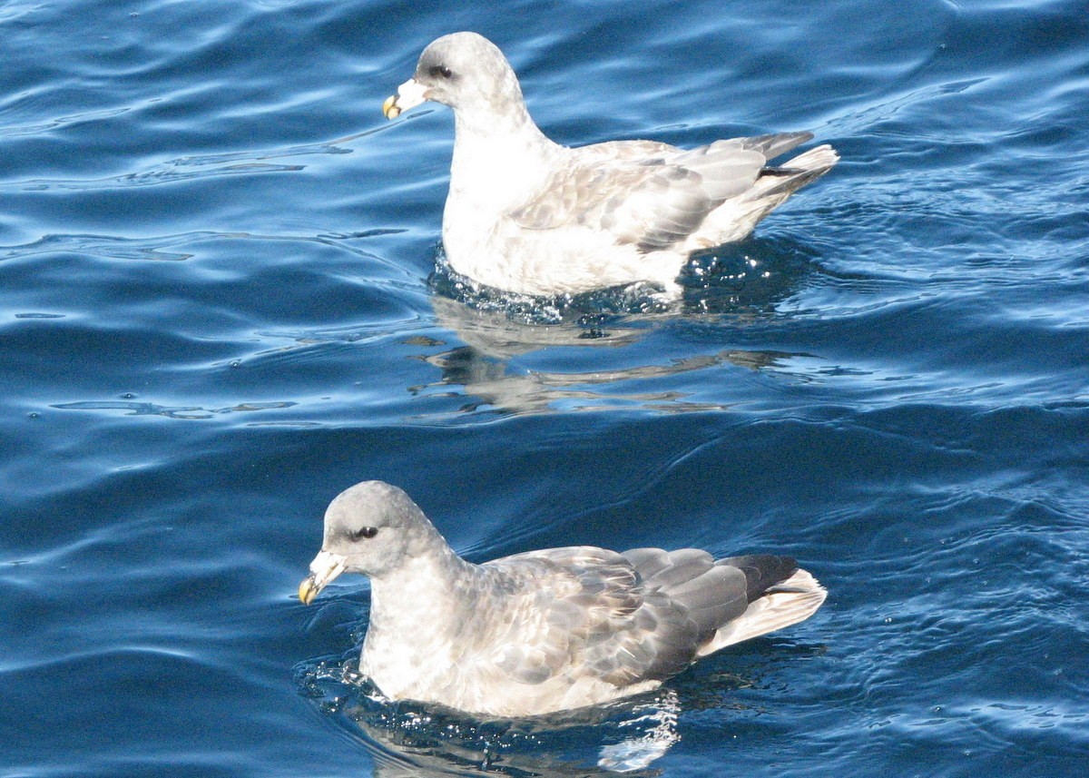 Northern Fulmar - ML117341021