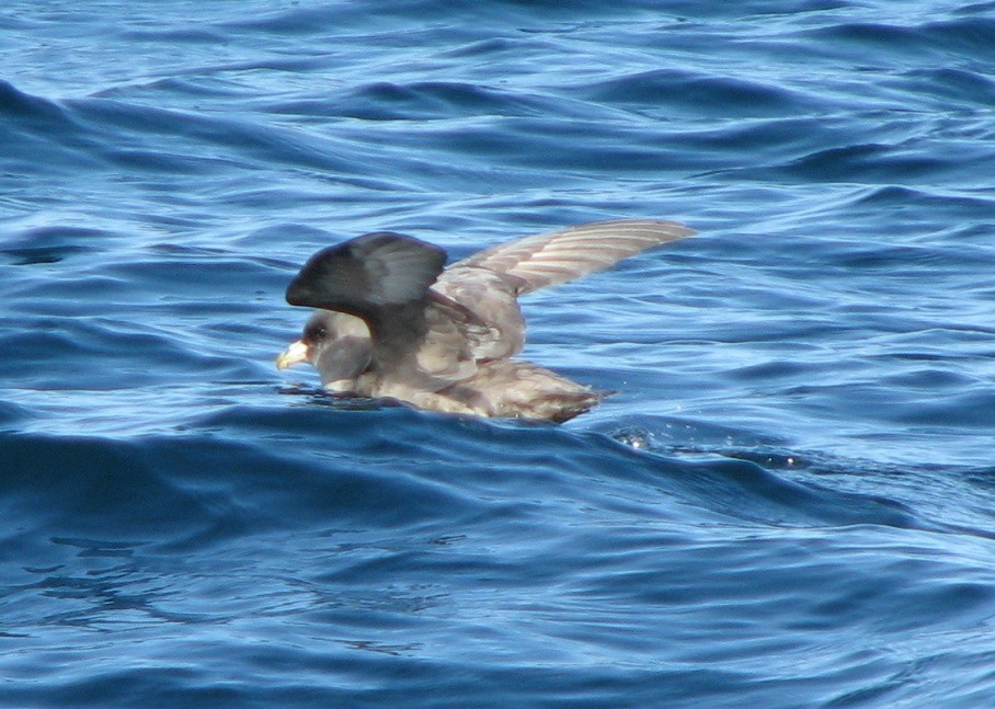 albatros černonohý - ML117341051