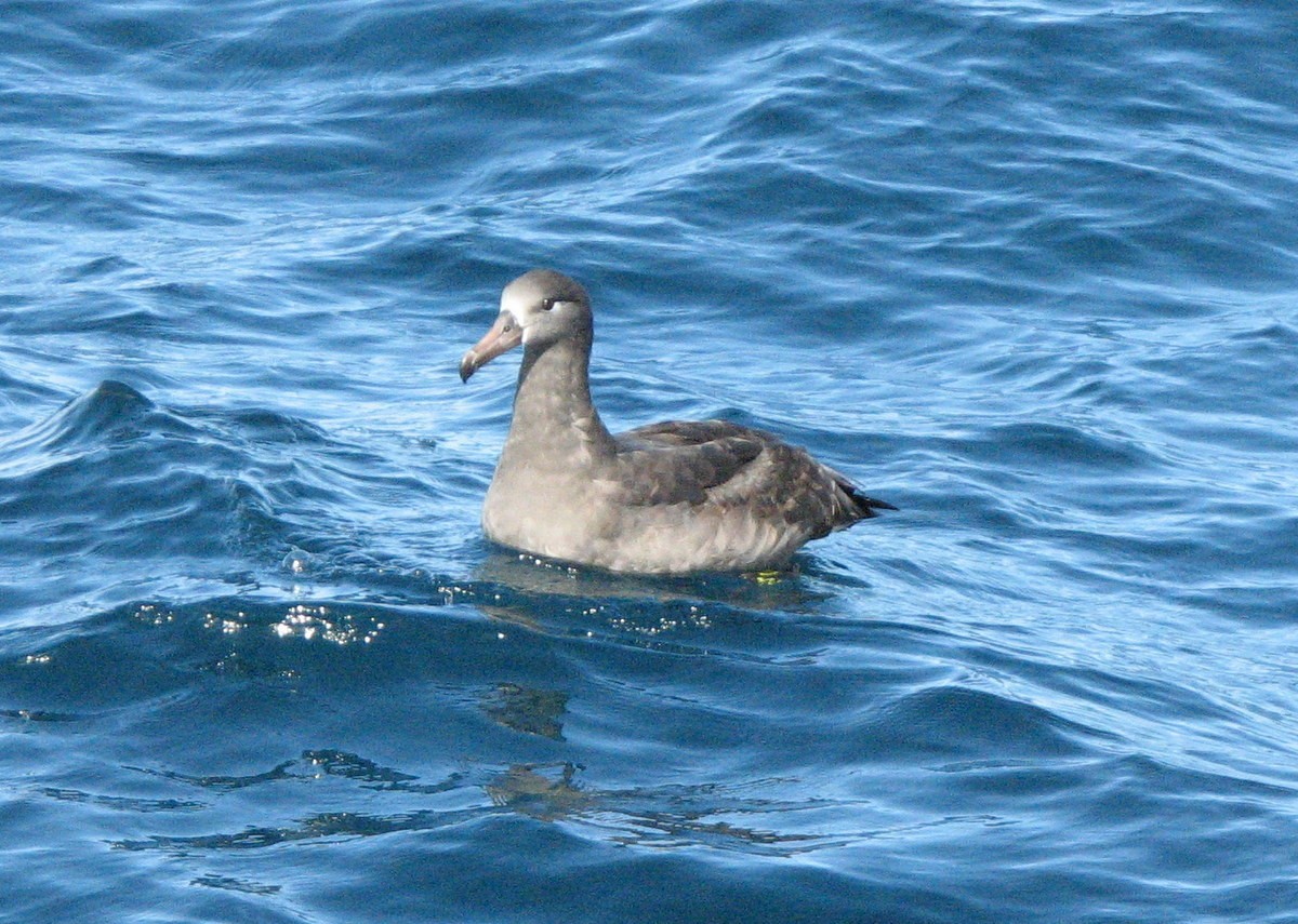 Black-footed Albatross - Andy Frank