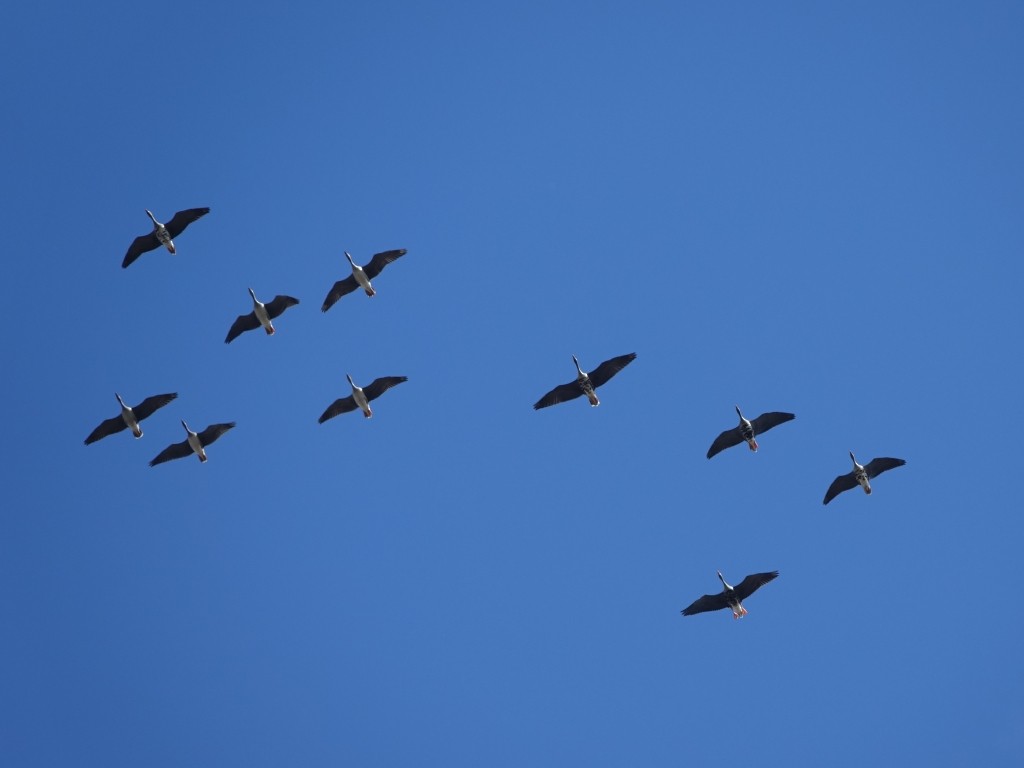 Greater White-fronted Goose - Lisa Hug