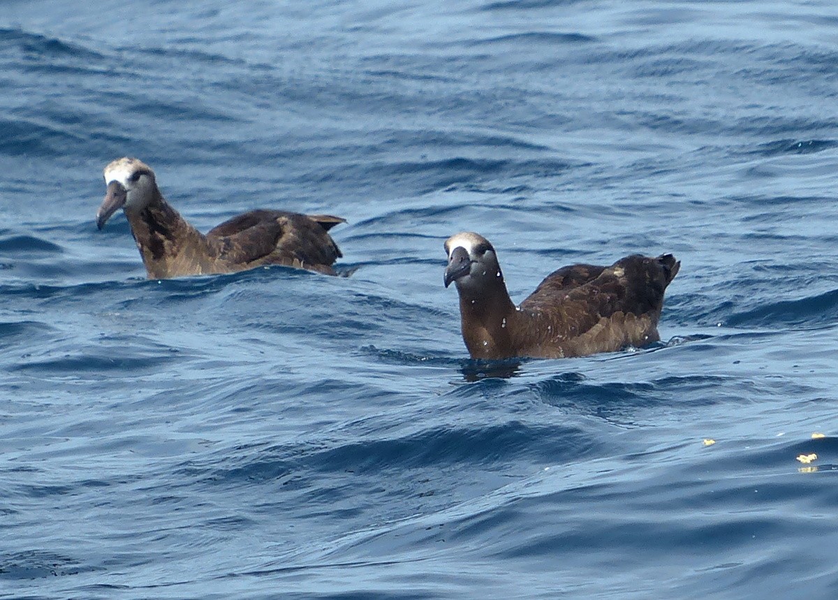 Kara Ayaklı Albatros - ML117342271