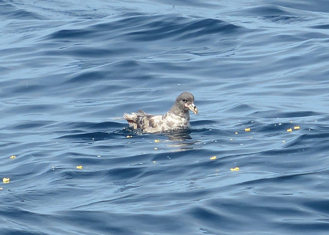 Northern Fulmar - ML117342341