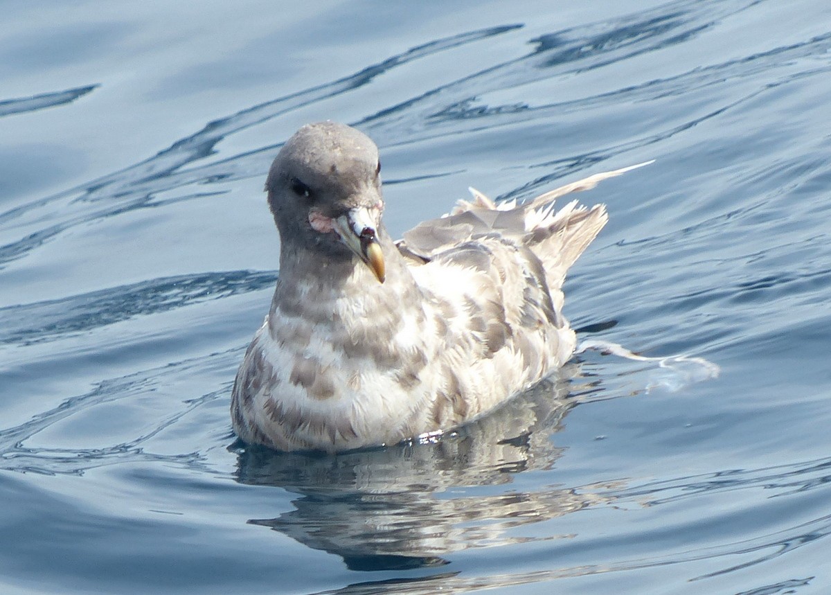 Northern Fulmar - ML117342531