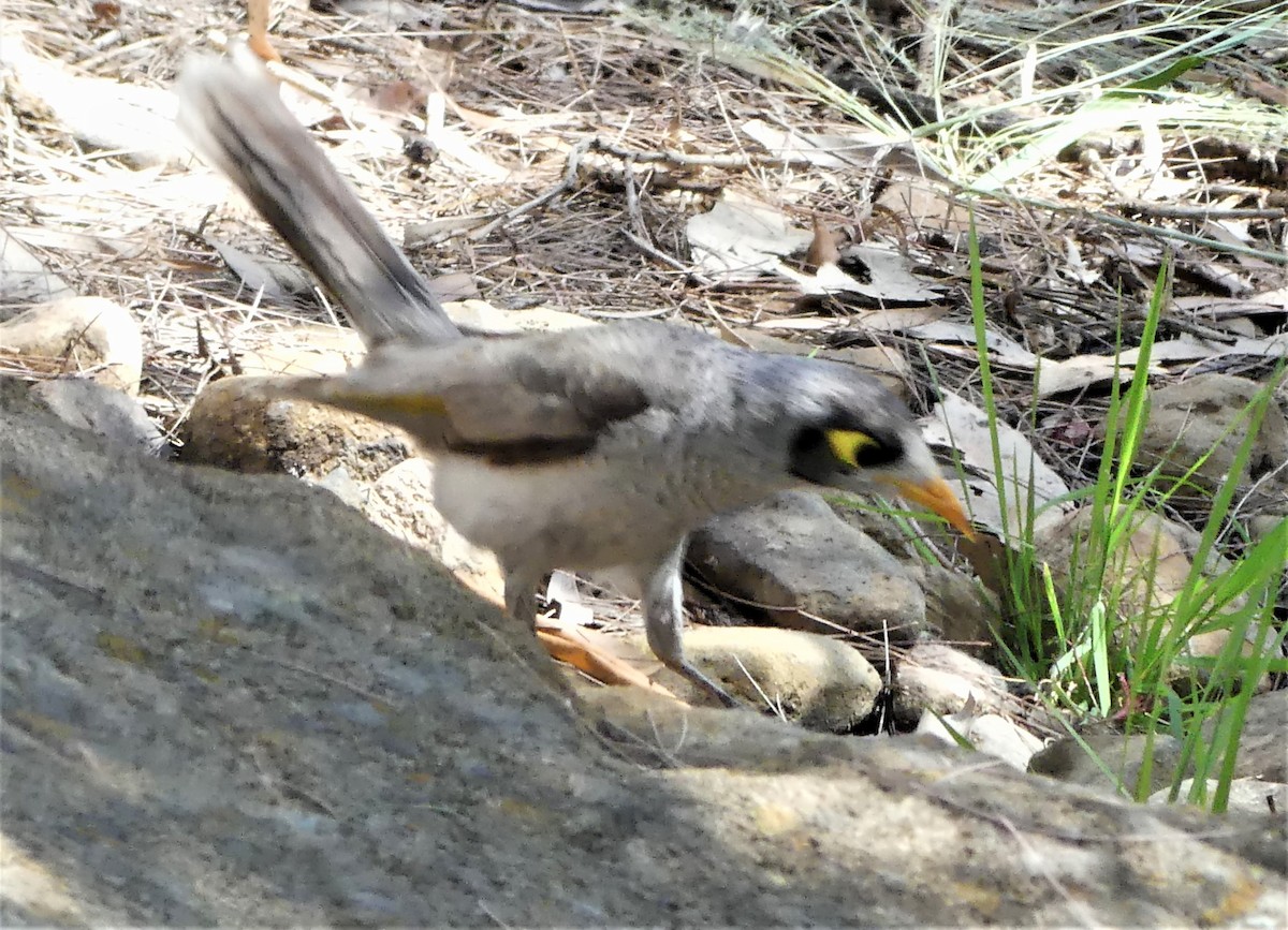 Noisy Miner - Patricia Ferguson