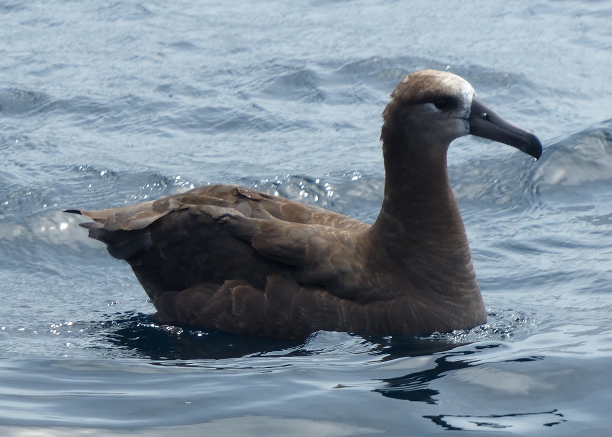 Black-footed Albatross - ML117342601