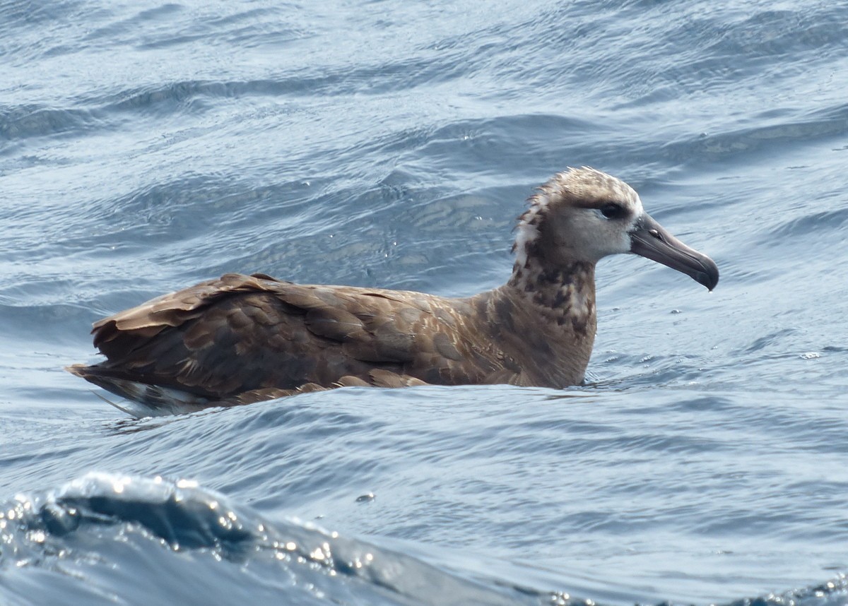 Kara Ayaklı Albatros - ML117342611