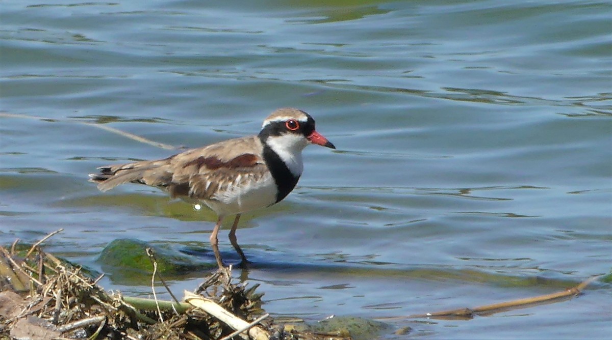 Black-fronted Dotterel - ML117342681