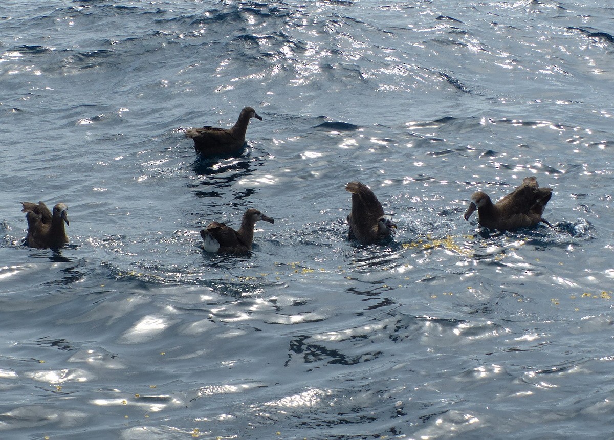 Black-footed Albatross - ML117342751