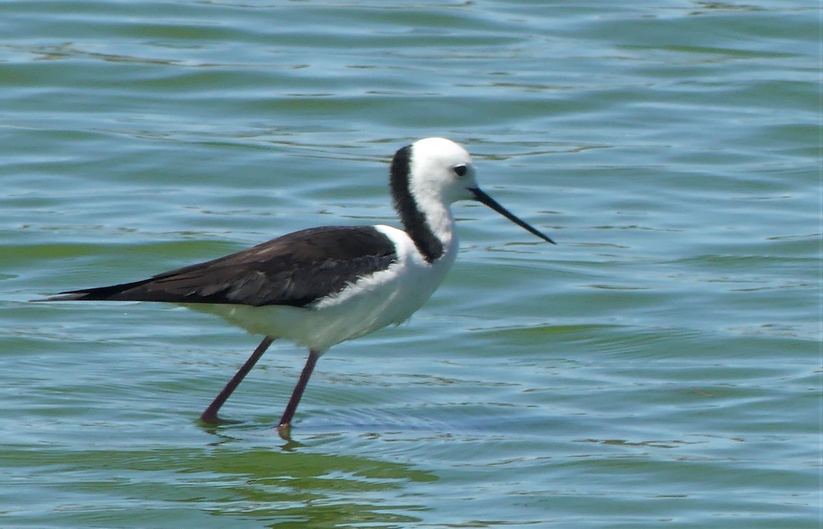 Pied Stilt - ML117342931