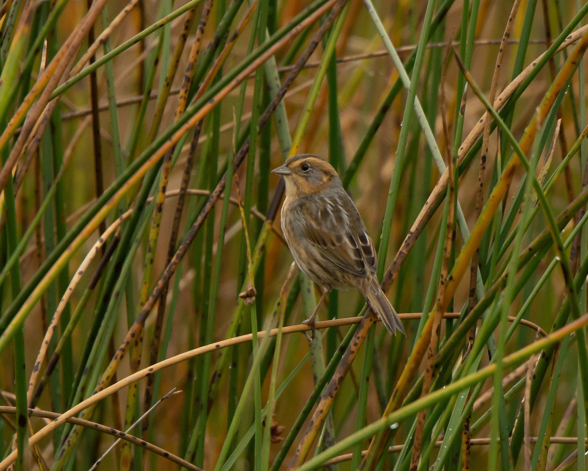 Nelson's Sparrow - ML117345091